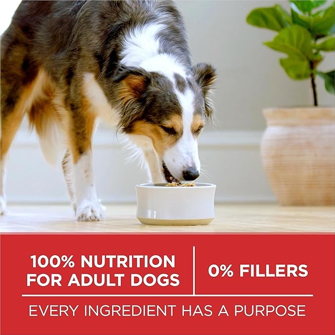 Purina ONE Dry Dog Food, Lamb & Rice - 14 kg Bag